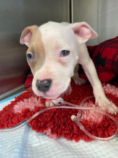 Giving abandoned and unwanted dogs a second chance